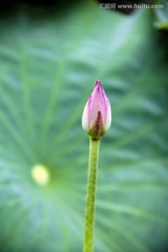 荷花 花蕾