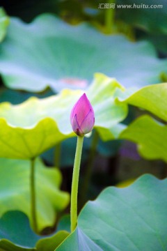 荷花 荷叶