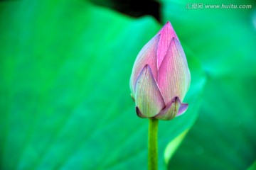 荷花摄影素材