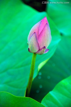 荷花 花蕾 花苞