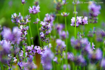 紫色花海 薰衣草