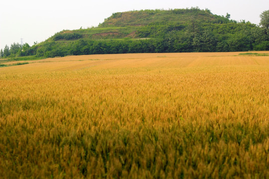 麦田