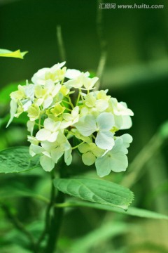 球球花