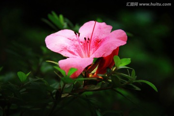 杜鹃花