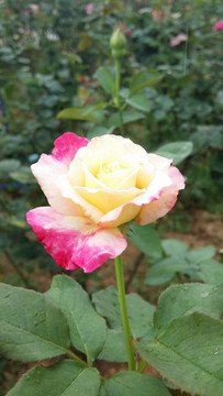 玫瑰花