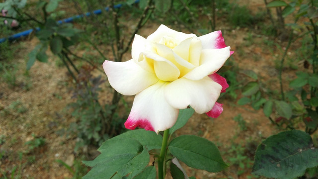 玫瑰花