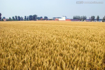 麦田