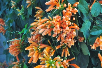 炮仗花