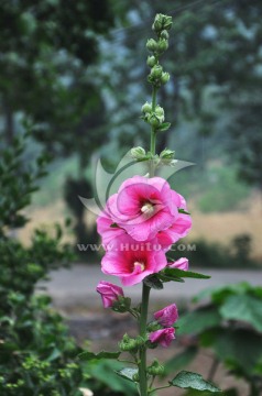 手巾花