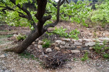 一棵老梨树 柴火 水窖