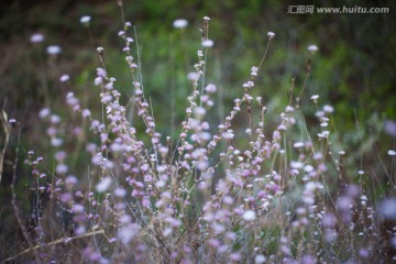 粉红色的小野花