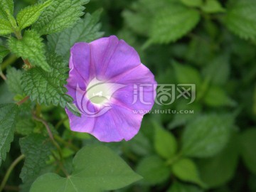 牵牛花