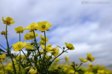 野花