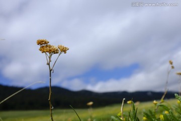 野花