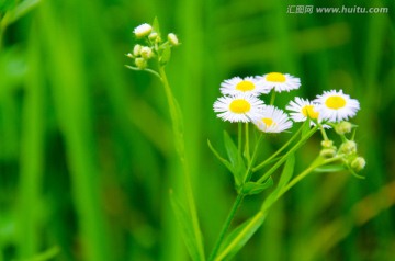 野菊花