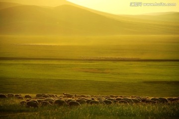 草原羊群 呼伦贝尔草原