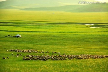 呼伦贝尔草原 羊群 蒙古包