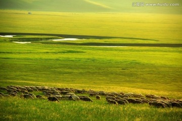 草原羊群 呼伦贝尔草原