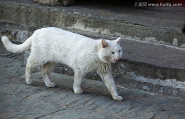 行走的白猫