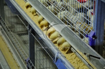 养鸡场  育雏 规模养殖