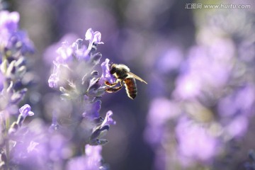 蜂花