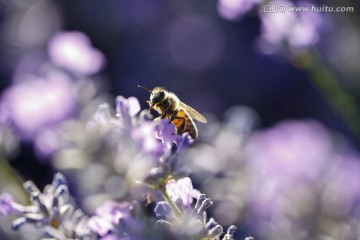 蜂之花
