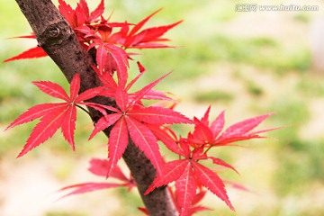 红枫