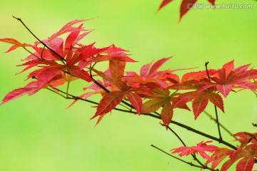 红枫