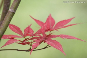 红枫
