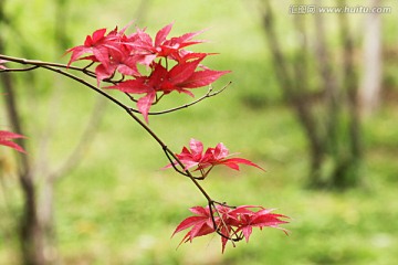 红枫