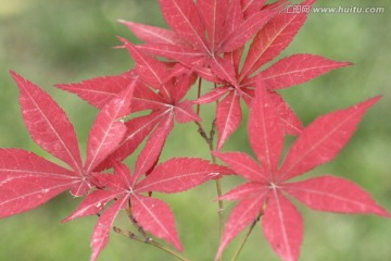 红枫