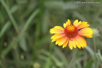 太阳菊