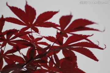 红枫