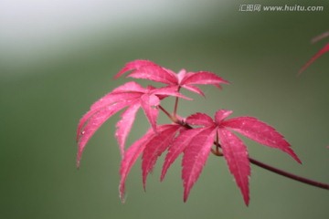 红枫