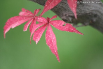 红枫