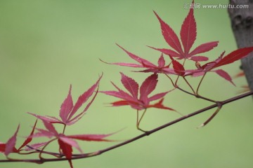 红枫