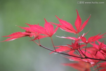红枫