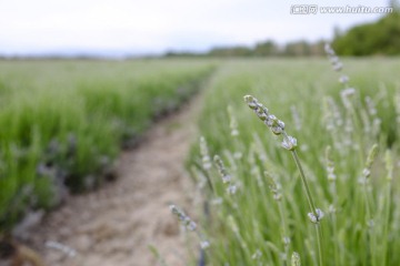 薰衣草