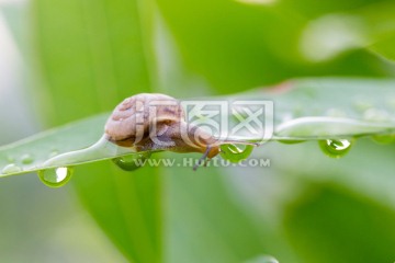 蜗牛 绿叶 露珠