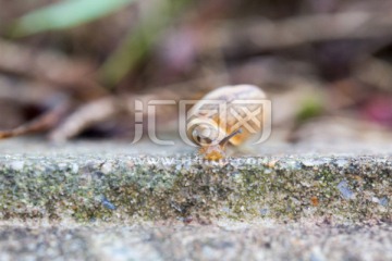 蜗牛 石头