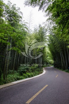 宜兴竹海 林荫路