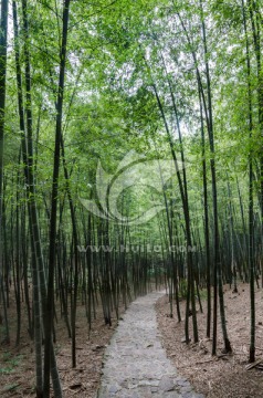 宜兴竹海健身步道