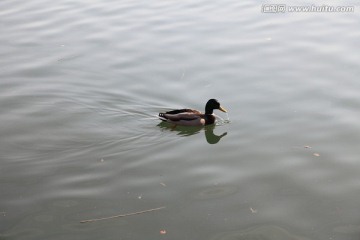 野鸭