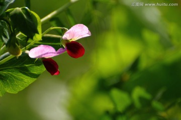 豌豆花