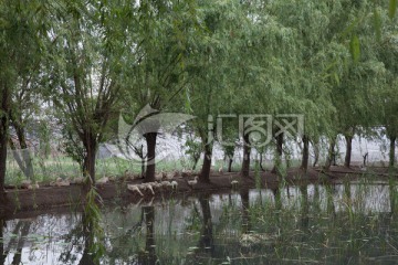 池塘边的鸭子