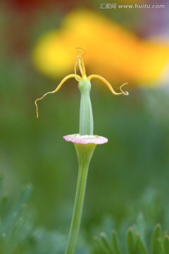 花菱草