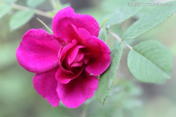 玫瑰花