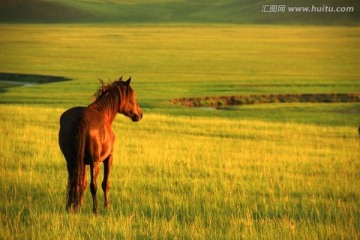清晨草原上的马 呼伦贝尔