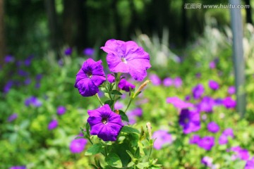 紫色牵牛花