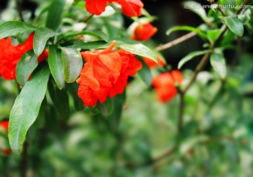 石榴花